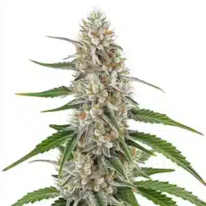 Girl Scout Cookies x OG Kush Regular hybrid strain with resinous buds.