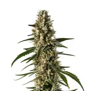 Girl Scout Cookies x Somango auto cannabis plant with resinous flowers and vibrant green leaves.