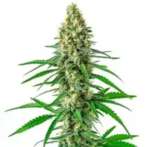 Sour Cookies, plante de cannabis élancée avec têtes compactes couvertes de trichomes et feuilles vertes.