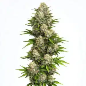 Plante de cannabis God Bud Regular avec des têtes denses et des feuilles vertes éclatantes