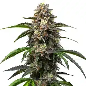 fleur de cannabis Godfather OG Auto dense et résineuse