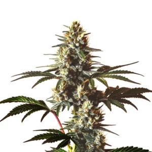 Tête de cannabis God’s Gift aux tons violets et orange