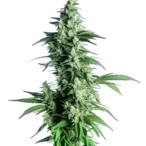 Plante de cannabis Goji OG avec bourgeons cristallisés