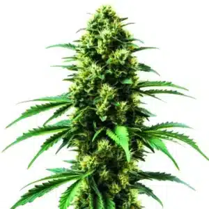 Plante de cannabis Gold Leaf en pleine floraison