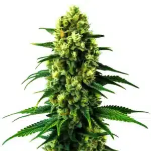 Gold Leaf Auto cannabis plant with golden pistils and frosty buds