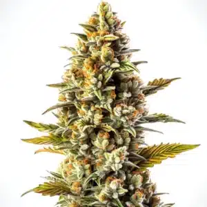 Gorilla Blue Auto cannabis plant with resinous blue-tinted buds