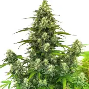 GG4 Autoflower plant with sticky trichome-rich buds