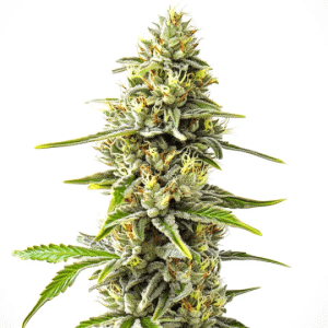 GG4 x Pellezino Regular cannabis plant with resinous buds.