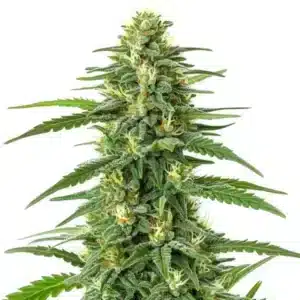 Plante de cannabis GG Lemon avec trichomes brillants