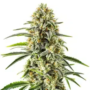 Plant de cannabis GG x Do-Si-Dos aux bourgeons massifs et feuilles vert foncé.