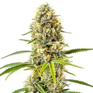 Gros plan d’un bourgeon de cannabis GG x Grapefruit Regular recouvert de résine brillante.