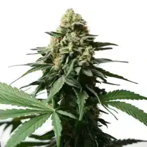 Plante de cannabis Gorilla Grapefruit avec des têtes résineuses et feuillage vert vif