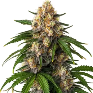 Gorilla Kush Auto cannabis plant with dense kush buds
