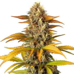Tête de cannabis Gorilla Lemon Fire aux reflets orangés et feuillage jaune doré