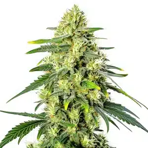 Plante de cannabis Gorilla Lemon Fire Regular avec des fleurs denses et des pistils orange.