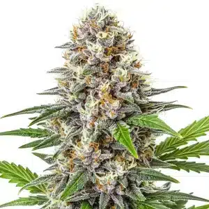 Gorilla Punch Auto cannabis plant with vibrant orange pistils