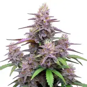 Plante de Gorilla Purple Auto avec des bourgeons violets et une forte couverture de trichomes