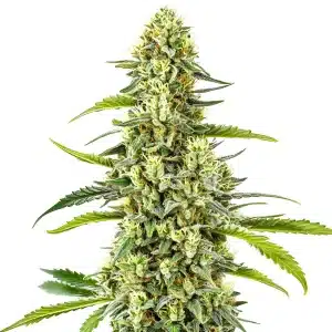 Bourgeon compact de cannabis Gorilla x Tangie Regular couvert de trichomes.