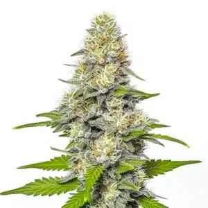 Croisement de cannabis Gorilla x White Widow avec des fleurs givrées et denses