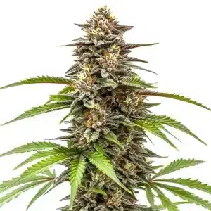 Gorilla x Zkittlez auto cannabis plant with colorful buds and heavy resin coverage.