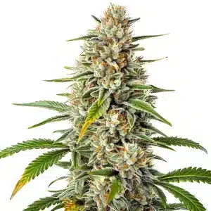 Colas de cannabis Gorilla x Zkittlez Regular avec des tons verts et orangés.