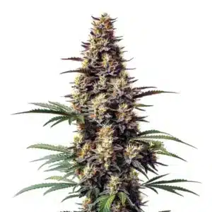 Plante de Grandaddy Black aux têtes sombres et feuillage violet intense