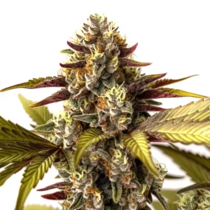 Gros plan d’un plant de cannabis Grandaddy Purple x Do-Si-Dos avec des têtes denses et des feuilles violettes.