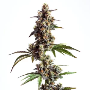 Plante de cannabis Grandaddy x Bruce Banner Regular avec des têtes colorées et givrées de trichomes
