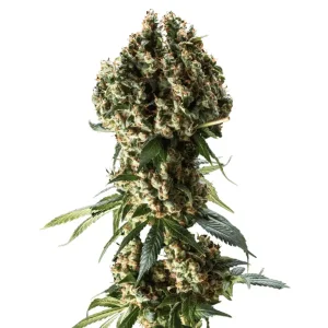Plante de cannabis Granddaddy Purple avec têtes épaisses couvertes de résine sur fond blanc