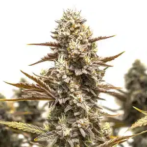 Granddaddy Gorilla autoflower cannabis plant with large dense buds and orange hairs.