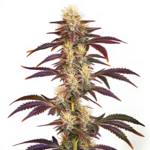 Plante de cannabis Grape Ape avec des bourgeons violets recouverts de trichomes brillants.