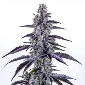 Grape Ape Autoflower cannabis plant with deep purple buds