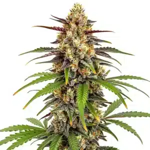 Gros plan d’un plant de cannabis Grape Fruit Fast Version avec des bourgeons compacts et des tons violets et verts.