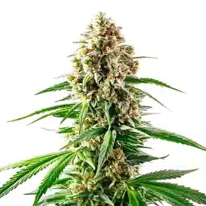 Bourgeon principal d’un plant de cannabis Grape Killer 99 avec nuances violettes et résine brillante.