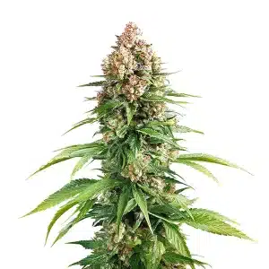 Gros plan d’un plant de cannabis Grape Killer Fast Version avec de gros bourgeons couverts de trichomes.