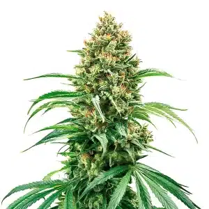 Grape Killer Haze auto cannabis plant with frosty purple buds and green sugar leaves.