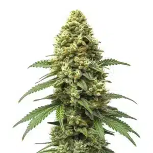 Grapefruit Auto cannabis plant with dense citrus-scented buds