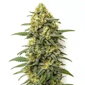 Grapefruit Regular cannabis plant with bright green buds and citrus aroma.