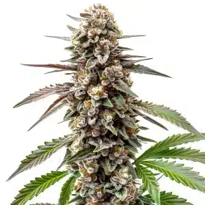 Plant de cannabis Grapefruit avec bourgeons compacts et pistils orange clair.