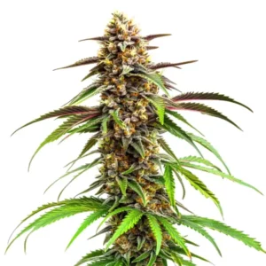 Gros plan sur une fleur de cannabis Grease Monkey aux teintes sombres et résine abondante.