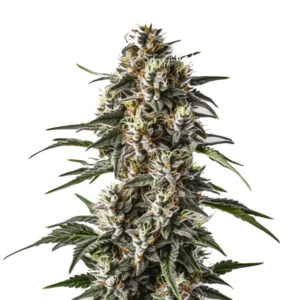 Plante de cannabis Great White Shark aux têtes vert clair recouvertes de trichomes blancs.