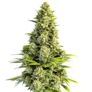 Great White Shark Autoflower cannabis plant with frosty colas