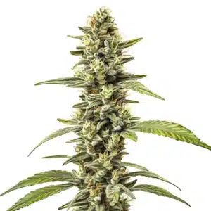 Plante de cannabis Great White Shark Regular avec des trichomes givrées et des fleurs épaisses