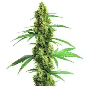 Green Crack Fast Version cannabis plant with dense green buds covered in trichomes