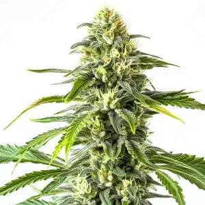 Plant de cannabis Green Crack x AK47 en floraison avec des bourgeons allongés et feuillage dense.