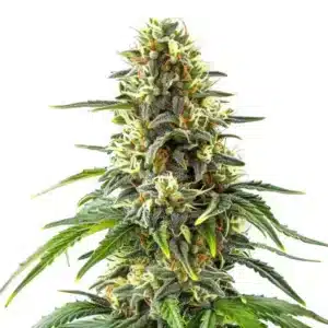 Plante de cannabis Green Crack x Amnesia Haze avec des bourgeons denses et cristallisés.