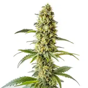 Plante de cannabis Green Crack x Core avec des têtes allongées couvertes de résine.