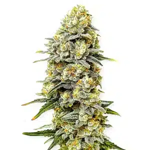 Gros plan d’un plant de cannabis Green Crack x Do-Si-Dos avec trichomes épais et pistils orange.