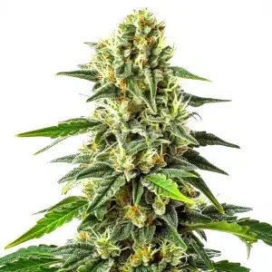 Plant de cannabis Green Crack x Somango avec bourgeons lumineux et résine abondante.
