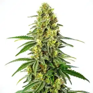 Sommet de cannabis Green Crack x Super Silver Haze avec des pistils orange vif.